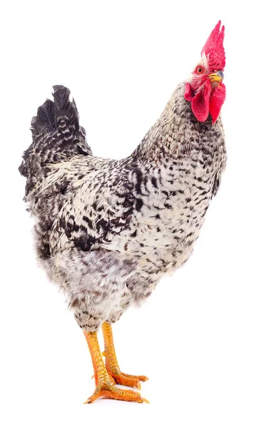 Gray Young Rooster Isolated White Background — Stock Photo, Image