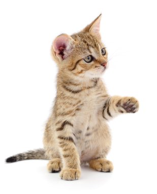 Beyaz arka planda izole edilmiş küçük kahverengi kedi yavrusu.