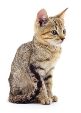 Beyaz arka planda izole edilmiş küçük kahverengi kedi yavrusu.