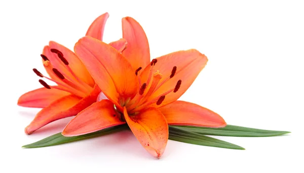 Two Orange Lilies Isolated White Background — Stock Photo, Image