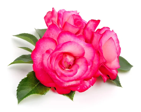 Três Belas Rosas Cor Rosa Fundo Branco — Fotografia de Stock