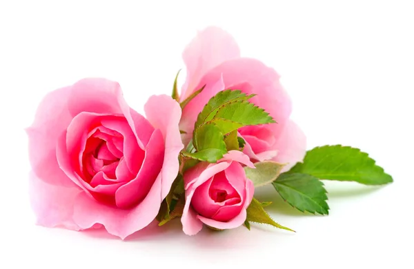 Tre Bellissime Rose Rosa Sfondo Bianco — Foto Stock