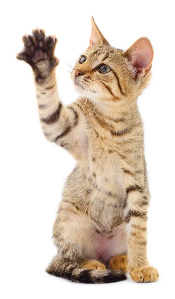 Beyaz Arka Planda Izole Edilmiş Küçük Kahverengi Kedi Yavrusu — Stok fotoğraf