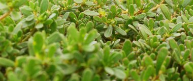 Doğa arka plan. Yuvarlak yeşil yaprakları ile arka plan