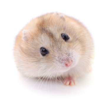 Beyaz arka planda küçük yerli hamster..
