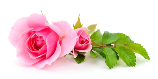 白色背景上的两朵美丽的粉红玫瑰 — 图库照片
