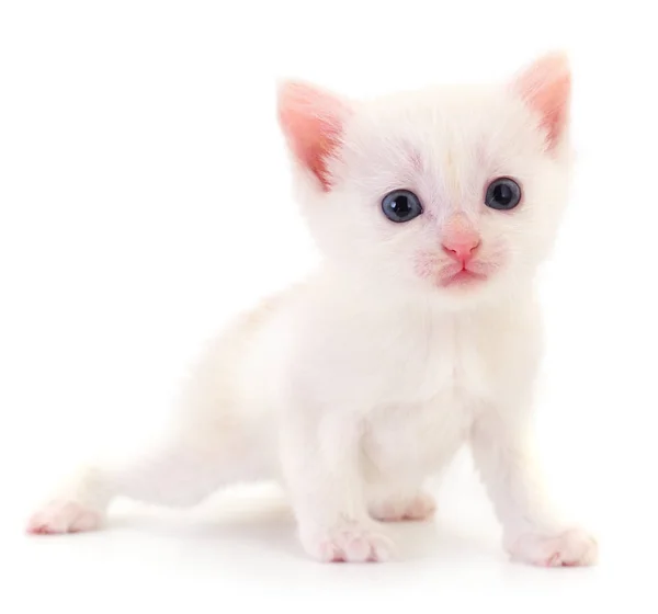 Klein Wit Katje Geïsoleerd Witte Achtergrond — Stockfoto