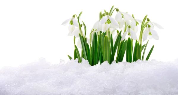 Λευκόιο Λουλούδι Βγαίνει Από Πραγματικό Χιόνι Που Απομονώνονται Λευκό — Φωτογραφία Αρχείου