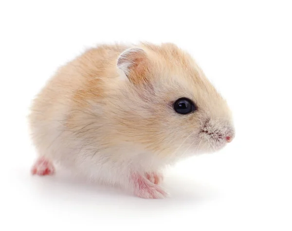 Small Domestic Hamster Isolated White Background — Stock Photo, Image