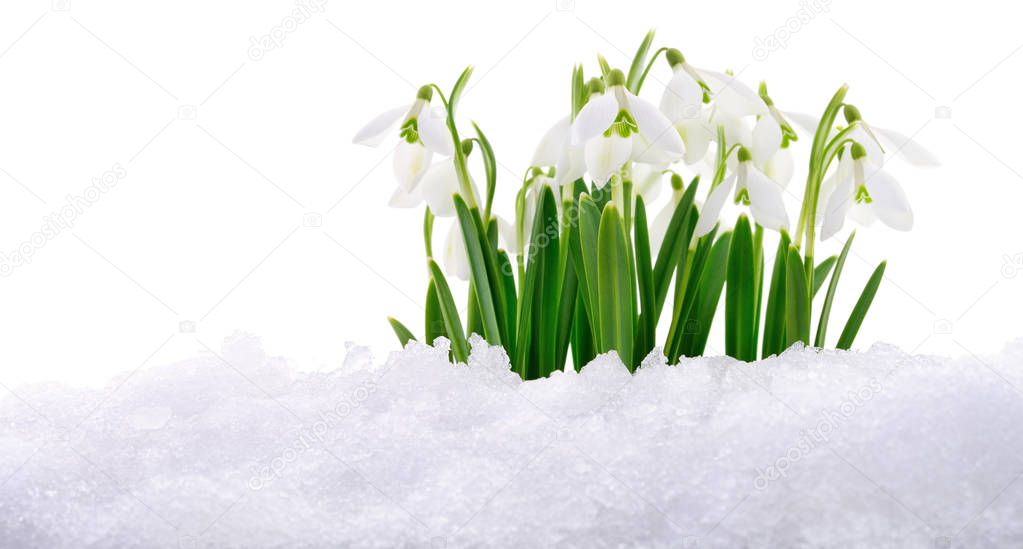 Snowdrop flower coming out from real snow isolated on white.