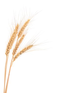 Beyaz arkaplanda buğday başakları 