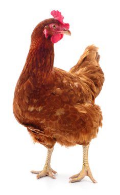 Beyaz, stüdyo çekim izole kahverengi tavuk