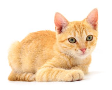 Beyaz arka planda izole edilmiş küçük kahverengi kedi yavrusu.