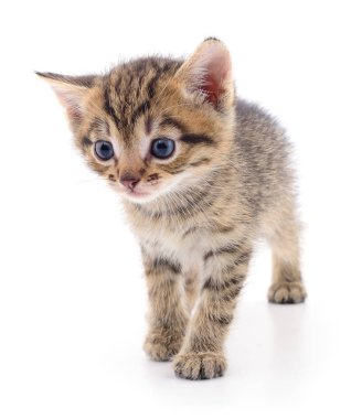 Beyaz arka planda izole edilmiş küçük kahverengi kedi yavrusu.
