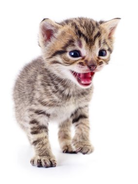 Beyaz arka planda izole edilmiş küçük kahverengi kedi yavrusu.