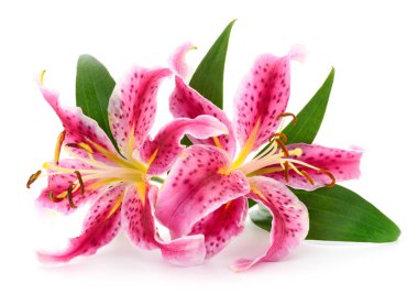 İki kırmızı lilyum beyaz bir arka plan üzerinde izole.