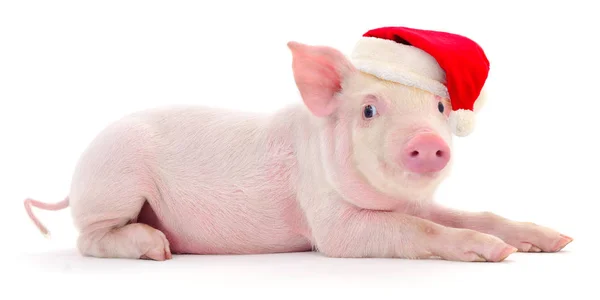 Pig Red Santa Claus Hat Isolated White — Stock Photo, Image