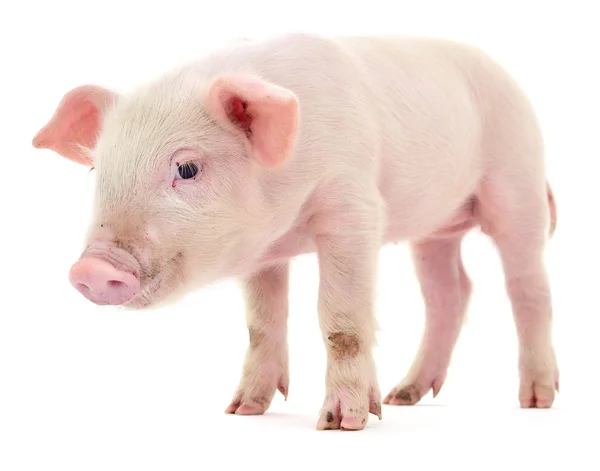 Schwein Das Auf Weißem Hintergrund Dargestellt Ist — Stockfoto