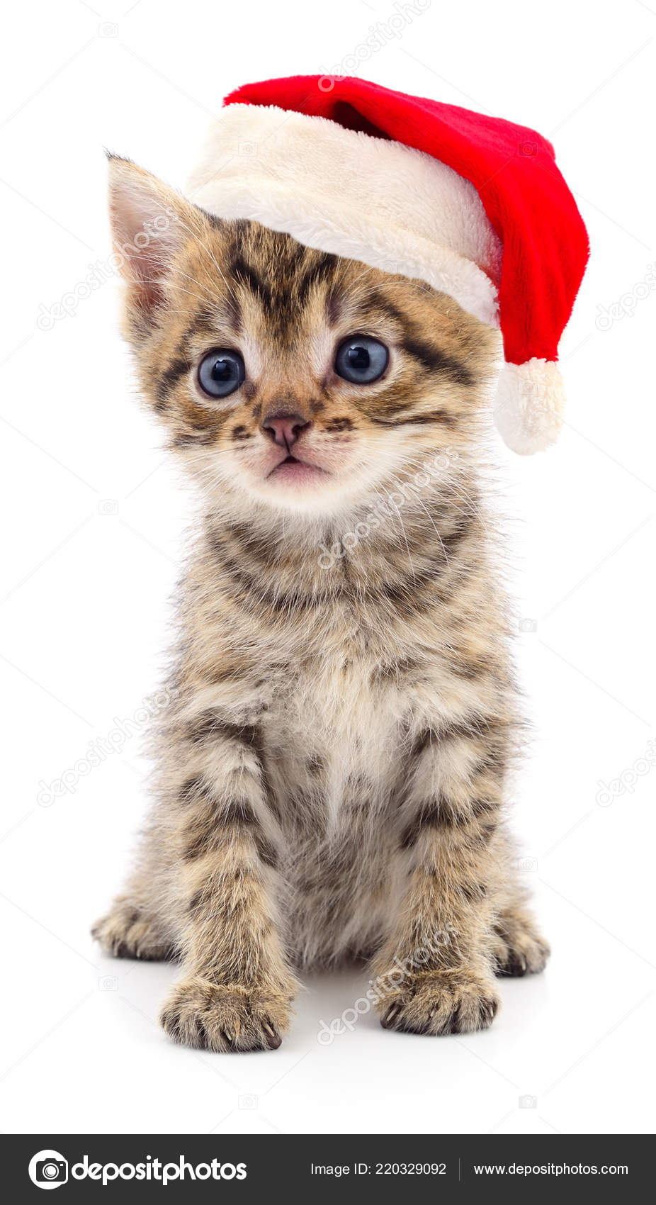 santa kitten