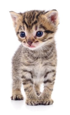 Beyaz arka planda izole edilmiş küçük kahverengi kedi yavrusu.