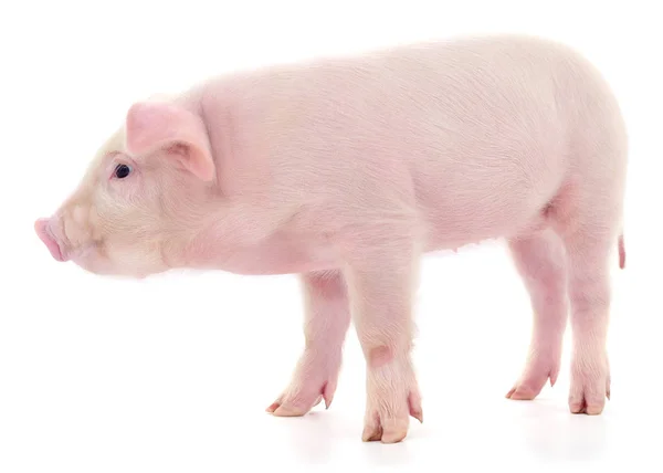 Cerdo Que Está Representado Sobre Fondo Blanco — Foto de Stock