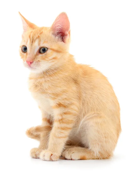 กแมวส าตาลต วเล กแยกจากพ นหล ขาว — ภาพถ่ายสต็อก