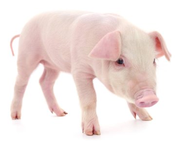 Beyaz arka planda temsil edilen domuz.