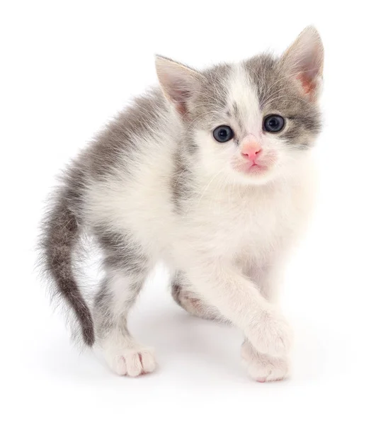 Petit Chaton Gris Isolé Sur Fond Blanc — Photo