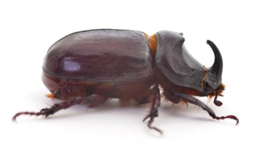 Gergedan böceğinin makro fotoğrafçılığı beyaza izole edildi