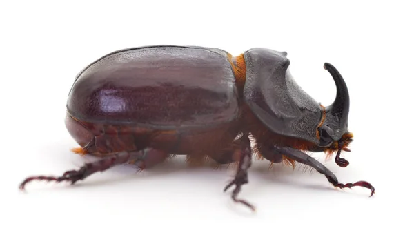 Macro Photography Rhinoceros Beetle Isolated White — Stock Photo, Image