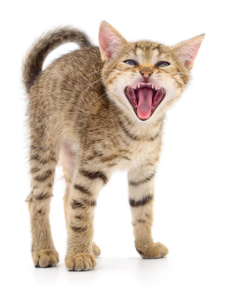 Pequeño Gatito Marrón Aislado Sobre Fondo Blanco — Foto de Stock