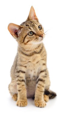 Beyaz arka planda izole edilmiş küçük kahverengi kedi yavrusu.
