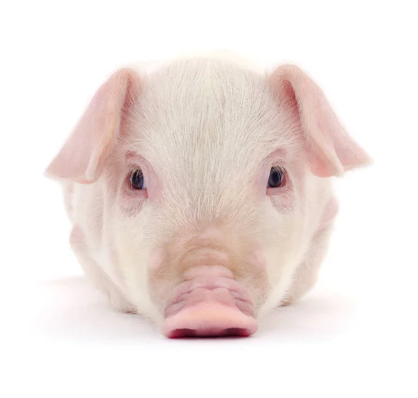 Pig Who Represented White Background — Stock Photo, Image