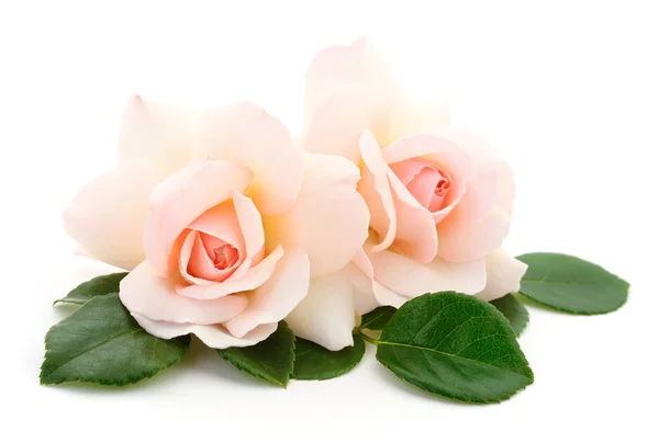 Duas Belas Rosas Cor Rosa Fundo Branco — Fotografia de Stock