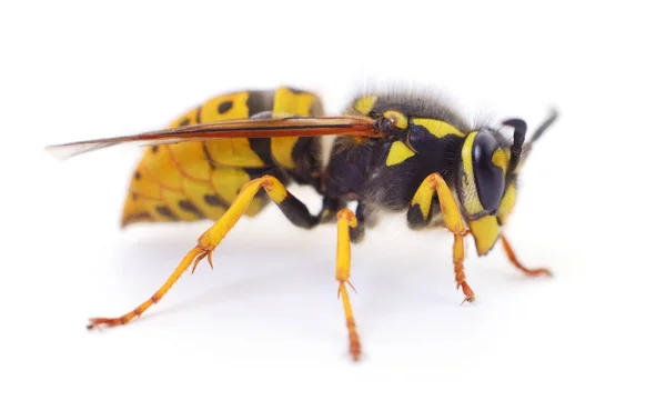 Yellow Wasp Isolated White Background — Stock Photo, Image