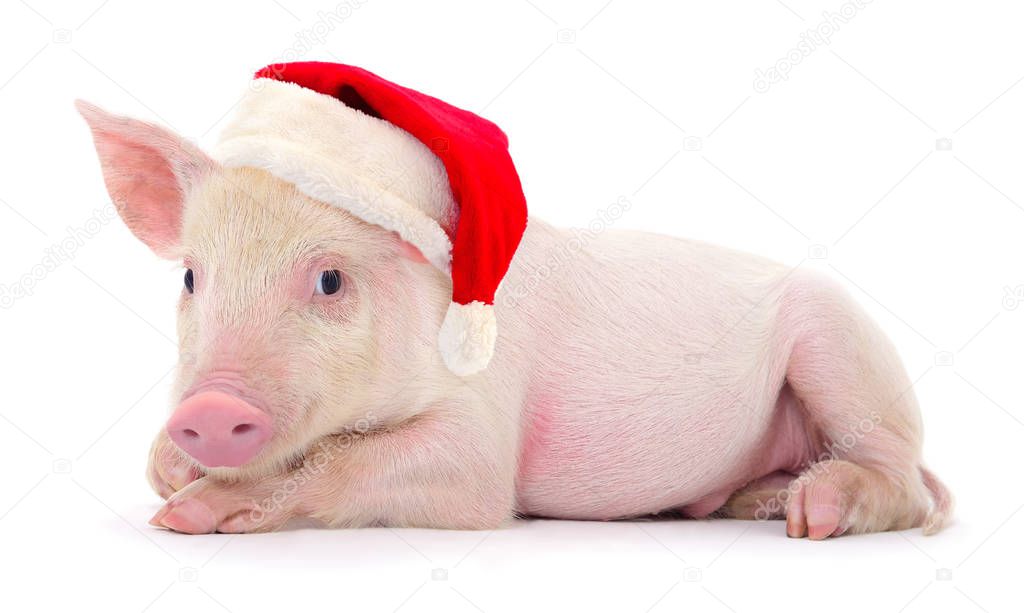 Pig in a red Santa Claus hat  isolated on white.