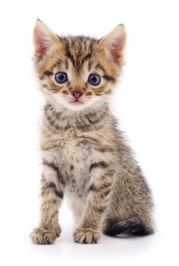 Beyaz arka planda izole edilmiş küçük kahverengi kedi yavrusu.