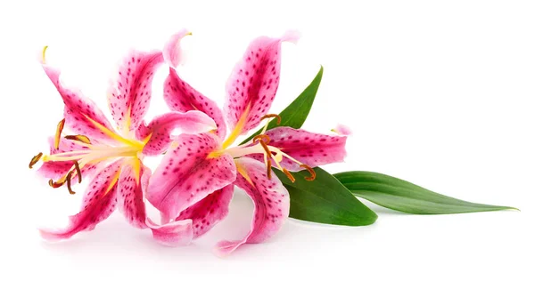 Two Pink Lilies Isolated White Background — Stock Photo, Image