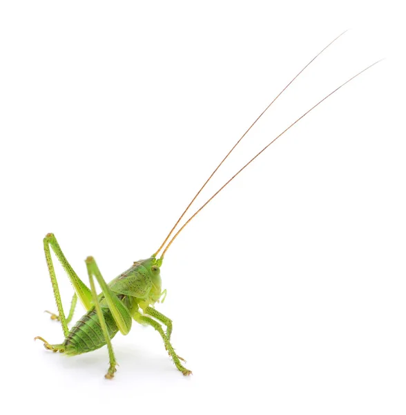 Grüne Heuschrecke Isoliert Auf Weißem Hintergrund — Stockfoto