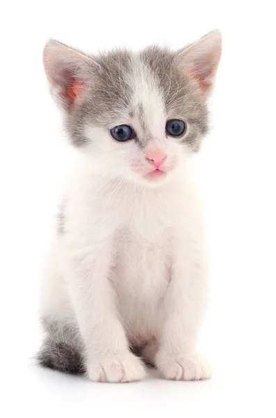白色背景上孤立的小灰猫 — 图库照片