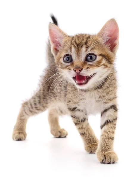 Pequeno Gatinho Marrom Isolado Fundo Branco — Fotografia de Stock