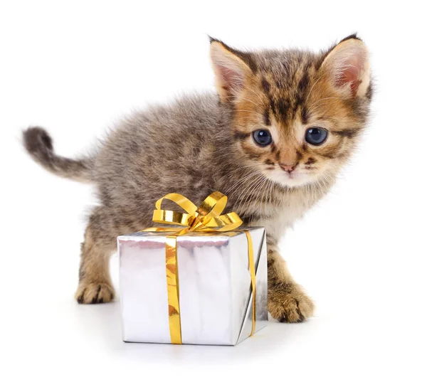 Pequeno Gatinho Bonito Com Caixa Presente Isolado Fundo Branco — Fotografia de Stock
