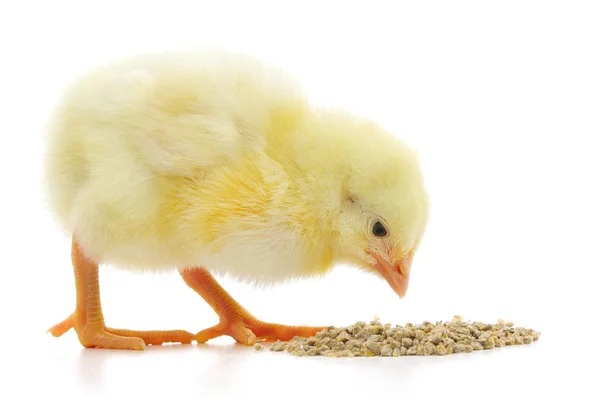 Pollo Con Cibo Sfondo Bianco — Foto Stock