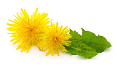 Beyaz arkaplanda yaprakları olan iki karahindiba.