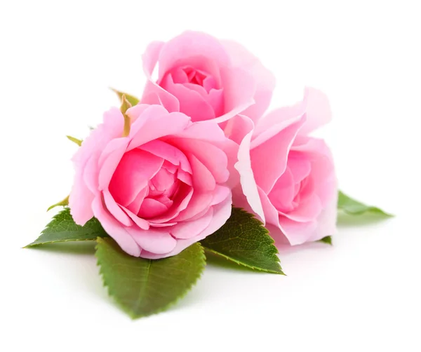 白色背景上的三朵美丽的粉红玫瑰 — 图库照片