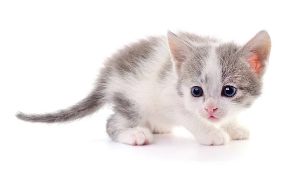 Petit Chaton Gris Isolé Sur Fond Blanc — Photo