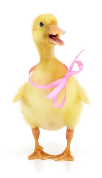 Duckling Pink Ribbon White Background — Stock Photo, Image