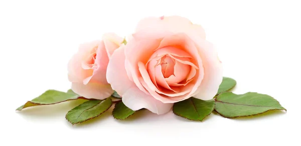 Deux Belles Roses Roses Sur Fond Blanc — Photo