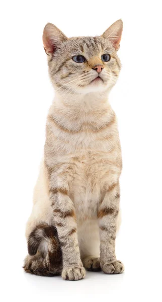 孤立的白色背景上的灰色条纹的猫 — 图库照片