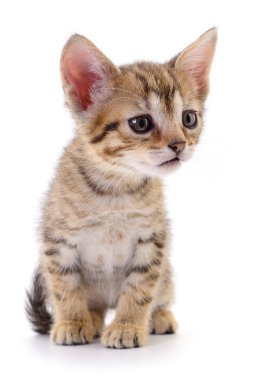 Beyaz arka planda izole edilmiş küçük kahverengi kedi yavrusu.